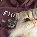 Custom Embroidered Varsity Cat Face Sweatshirt from Photo - Image 7